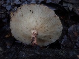 Lentinula boryana image
