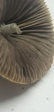 Psathyrella prona image