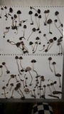 Psathyrella prona image