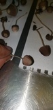 Psathyrella prona image