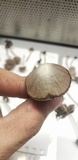 Psathyrella prona image