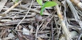 Psathyrella prona image