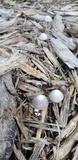 Psathyrella prona image