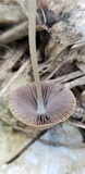 Psathyrella prona image