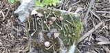 Psathyrella prona image