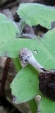 Psathyrella prona image