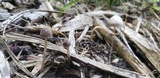 Psathyrella prona image