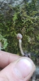 Psathyrella prona image