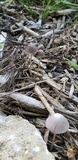 Psathyrella prona image