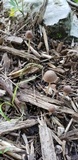 Psathyrella prona image