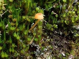 Rickenella fibula image