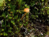 Rickenella fibula image