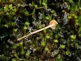 Rickenella fibula image