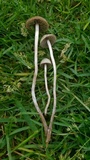 Panaeolus fimicola image