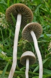 Panaeolus fimicola image