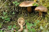 Tricholoma populinum image