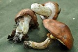 Suillus luteus image