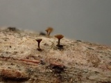 Brunnipila fuscescens image