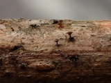 Brunnipila fuscescens image