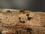 Brunnipila fuscescens image