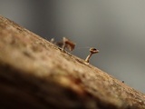 Brunnipila fuscescens image