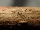 Brunnipila fuscescens image