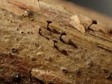 Brunnipila fuscescens image