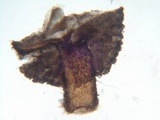 Brunnipila fuscescens image