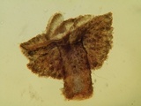 Brunnipila fuscescens image