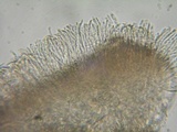 Brunnipila fuscescens image