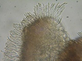 Brunnipila fuscescens image