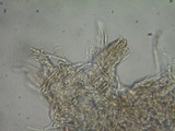 Brunnipila fuscescens image