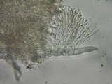 Brunnipila fuscescens image