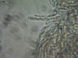 Brunnipila fuscescens image