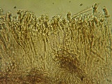 Brunnipila fuscescens image