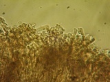 Brunnipila fuscescens image