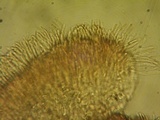 Brunnipila fuscescens image