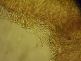 Brunnipila fuscescens image