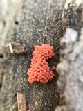 Arcyria ferruginea image