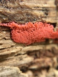 Arcyria ferruginea image
