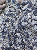 Rinodina oxydata image