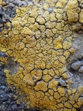 Caloplaca citrina image