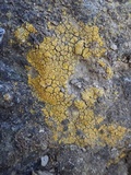 Caloplaca citrina image