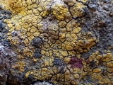 Caloplaca citrina image