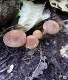 Xeromphalina tenuipes image