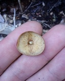 Xeromphalina tenuipes image