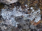 Physcia caesia image