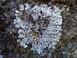 Physcia caesia image