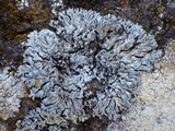 Physcia caesia image