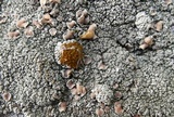 Rhizoplaca opiniconensis image